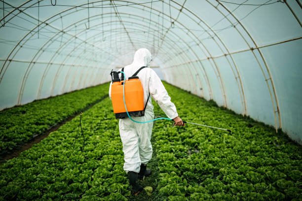 Pest Prevention Services in Egypt, AL