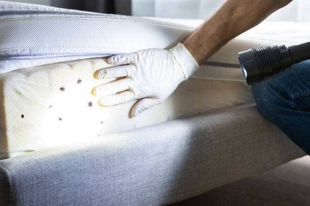 Trusted Egypt, AL Pest Control Experts