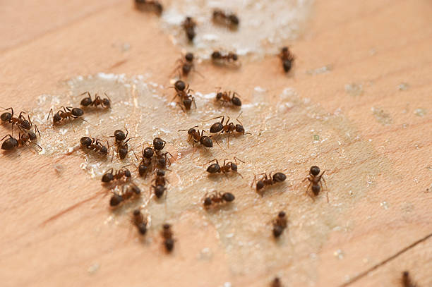  Egypt, AL Pest Control Pros